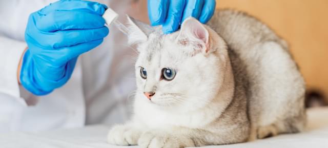 Картинка кошки